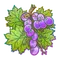 From The Vine (Holo)